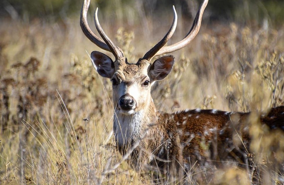 Tatu Carreta: un refugio natural en el corazón de Punilla