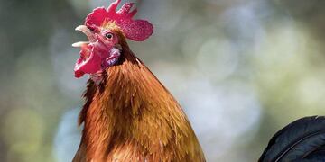 Murió el Gallo del hombre de Pringles que fue multado por ruidos molestos