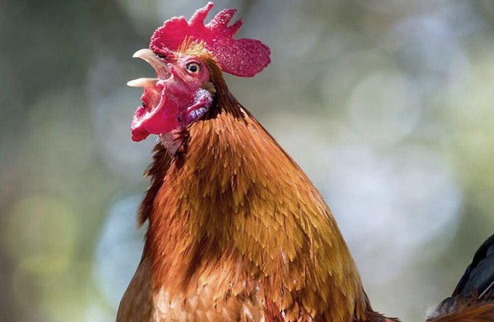 Pringles: murió el gallo del hombre que fue multado por ruidos molestos