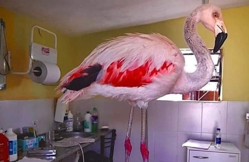 Rescataron a un flamenco rosado en Salsacate: el animal no podía volar