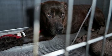 El can habría sido abandonado violentamente