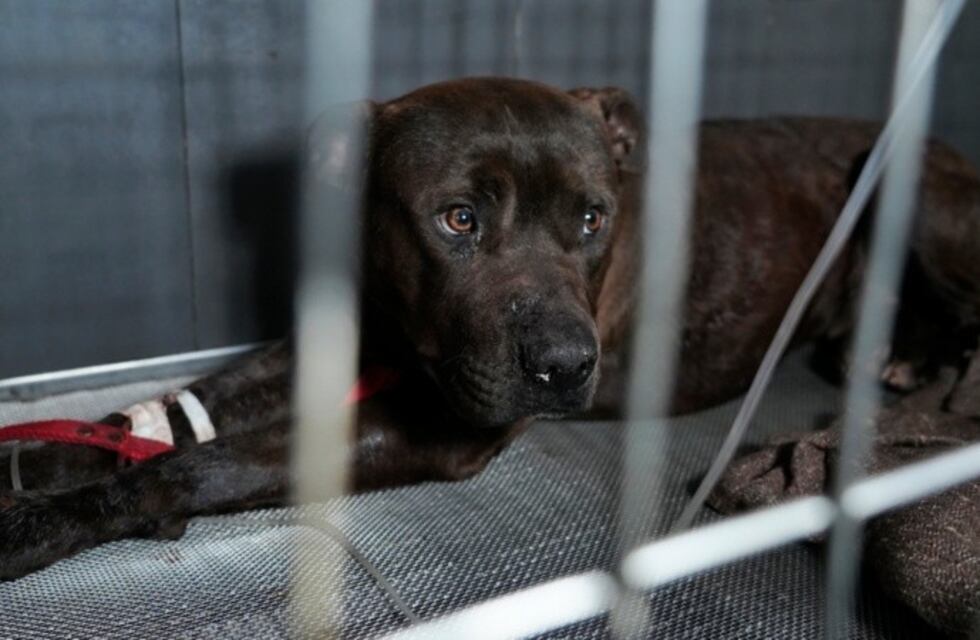Rosario: el pitbull que atacó a vecinos en barrio Azcuénaga fue dado de alta y le buscan familia