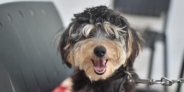 Nuevo protocolo para el REMA