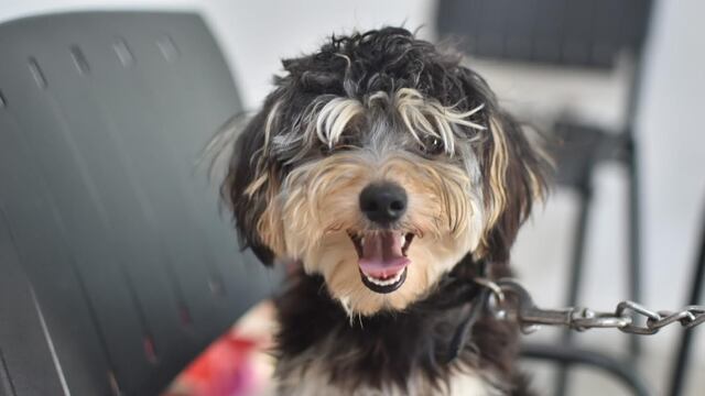 Nuevo protocolo para el REMA