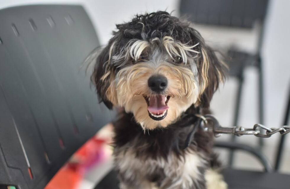 Sólo ingresarán al REMA animales que estén judicializados