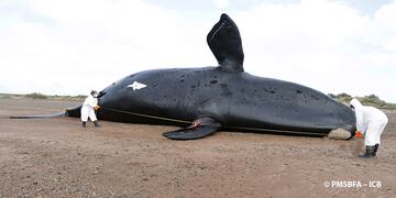 El ICB confirmó que ascendió a 30 el número de ballenas muertas en el Golfo Nuevo.
