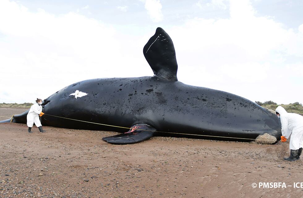 Ascendió a 30 el total de ballenas muertas en la Península de Valdés