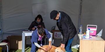 Primera jornada de actividades por el Día del Animal