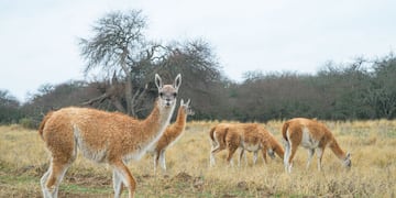 El proyecto de reintroducción de los guanacos a La Pampa.