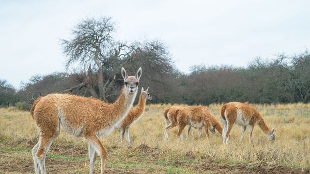 Investigan la muerte de casi 50 guanacos en un campo de Santa Cruz.