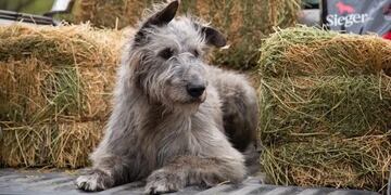 El problema de todas las fiestas: cómo evitar que las mascotas sufran por la pirotecnia