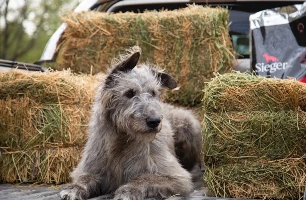 El problema de todas las fiestas: cómo evitar que las mascotas sufran por la pirotecnia
