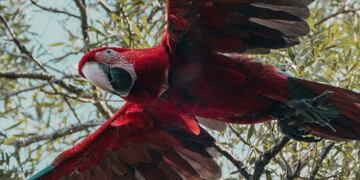 Después de 150 años extintos, cinco guacamayos rojos viven en libertad en el Iberá.