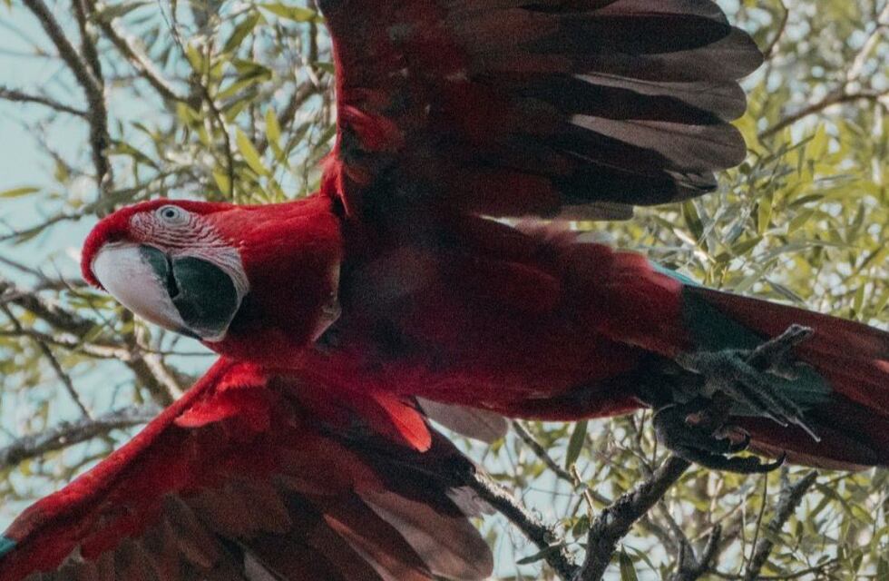 Después de 150 años extintos, los guacamayos rojos comienzan a aparecer en el Iberá