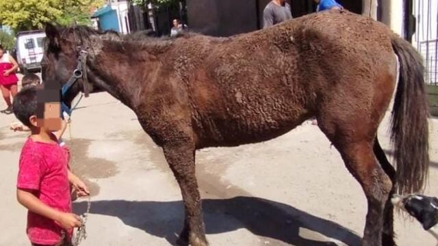 El animal se había precipitado en un pozo socavado en barrio Los Boulevares.