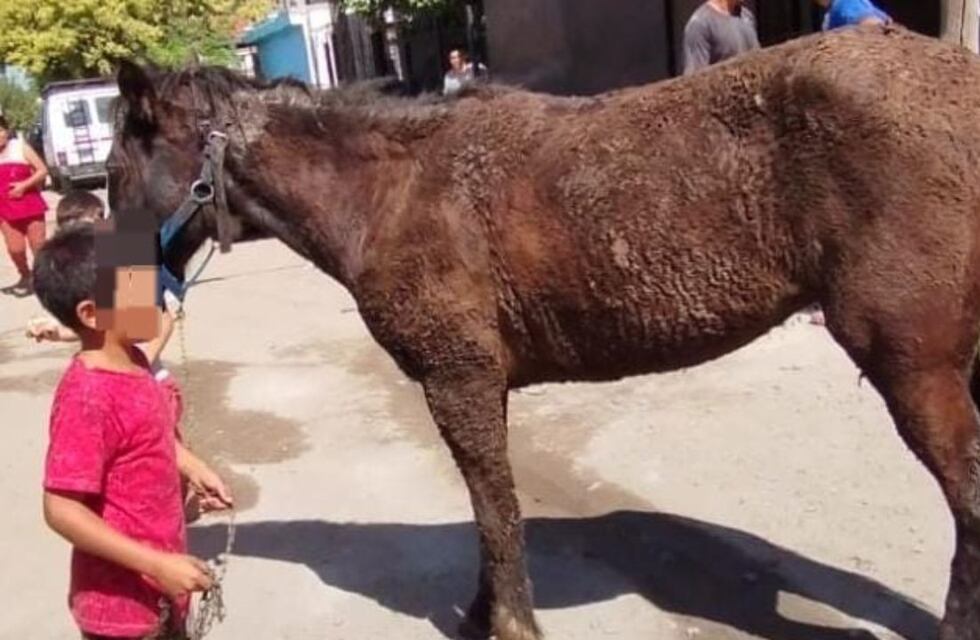 En fotos: así rescataron a un caballo que cayó a un pozo en la ciudad de Córdoba