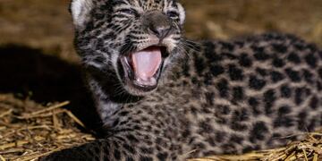 Los pequeños yaguareté nacidos en El Impenetrable.