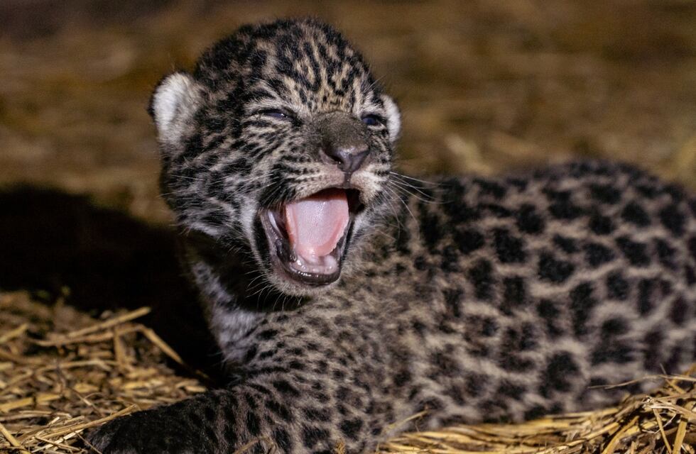Yaguareté, una especie que vuelve a El Impenetrable