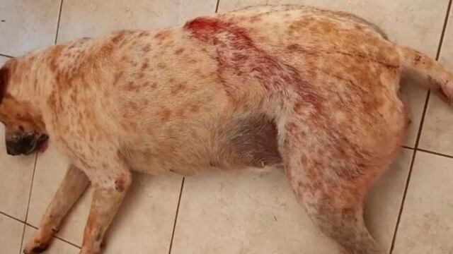 Maltrato animal en Campo Ramón: le disparó a un perro frente a un niño de 12 años.