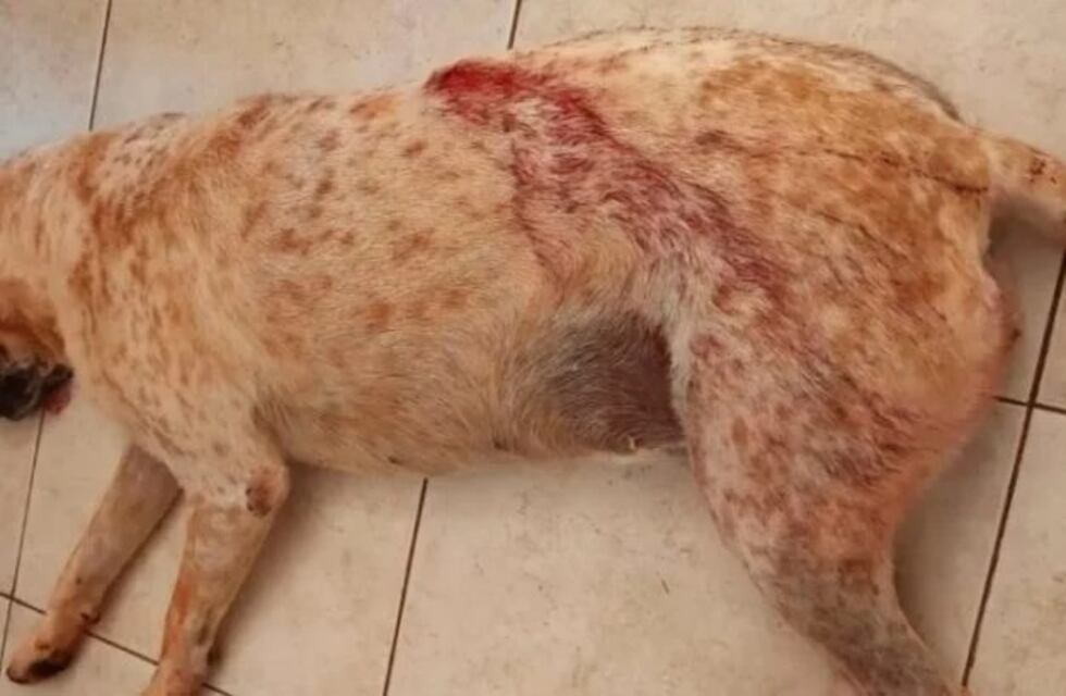 Maltrato animal en Campo Ramón: le disparó a un perro frente a un niño de 12 años