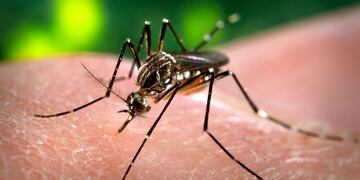 El mosquito transmisor de dengue. (AP / Archivo)