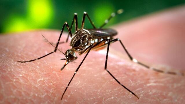 El mosquito transmisor de dengue. (AP / Archivo)