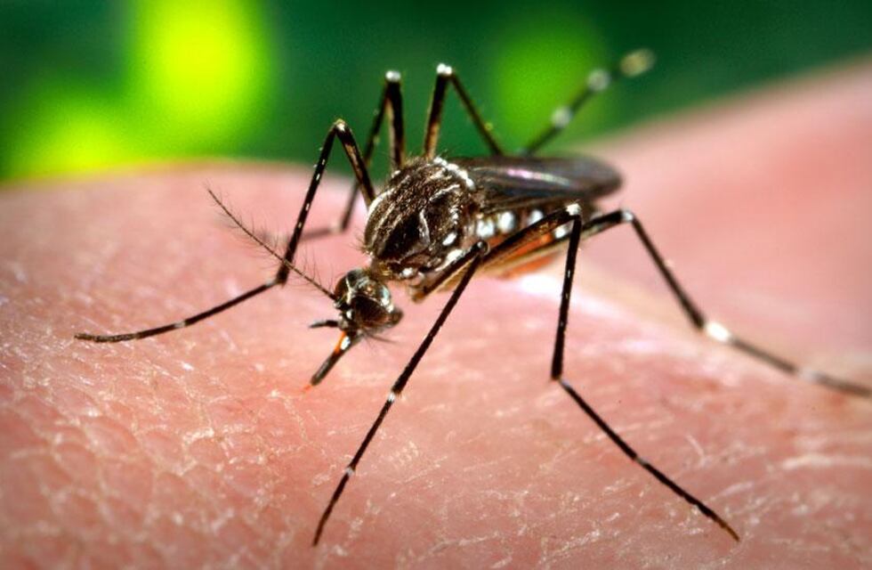 Confirmaron que una mujer de 52 años murió de dengue: qué dijeron los médicos