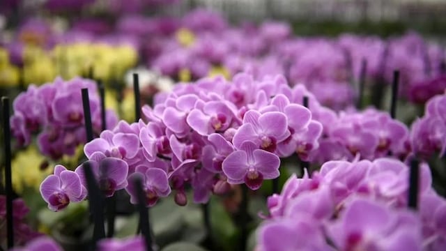 Éxito de la XVI Expo Región de las Flores: más de 15 mil visitantes y fuerte impacto económico en Puerto Rico.