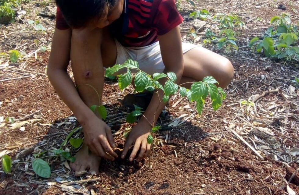 La comunidad Yryapu lleva plantado 133 plantines de árboles en lo que va del año