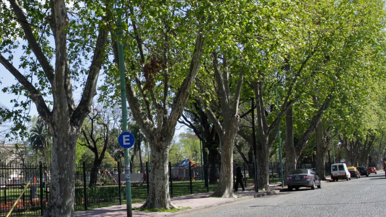 Temporada de alergias: cómo llegó el plátano a la Argentina y cuál es la historia secreta de este polémico árbol
