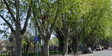 Temporada de alergias: cómo llegó el plátano a la Argentina y cuál es la historia secreta de este polémico árbol