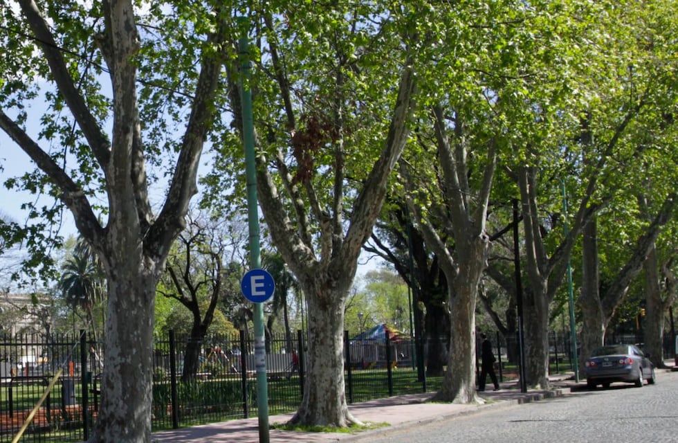 Temporada de alergias: cómo llegó el plátano a la Argentina y cuál es la historia secreta de este polémico árbol