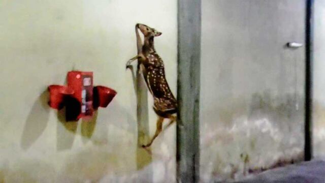 Encuentran un ciervo en Pichincha