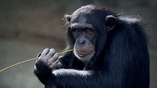 La reacción de esta chimpancé es digna de ser vista.