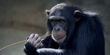 La reacción de esta chimpancé es digna de ser vista.