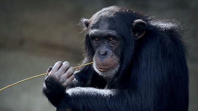 La reacción de esta chimpancé es digna de ser vista.