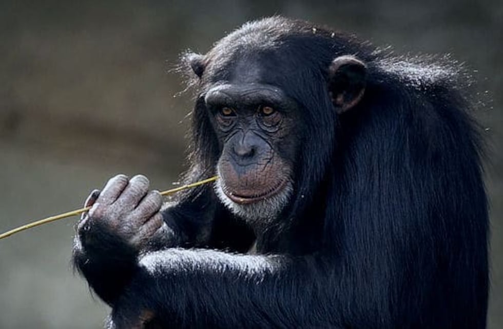 Presentaron un habeas corpus para que un chimpancé de Río Negro sea liberado en Brasil
