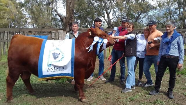 Bajo Hondo tuvo el Gran Campeón Angus en Coronel Pringles