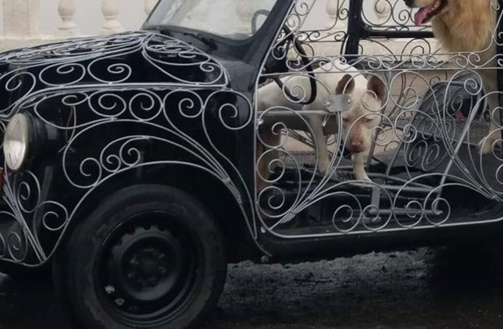 “Una pinturita”: tuneó su Fiat 600 de una forma muy particular y se volvió furor en las rutas de Córdoba