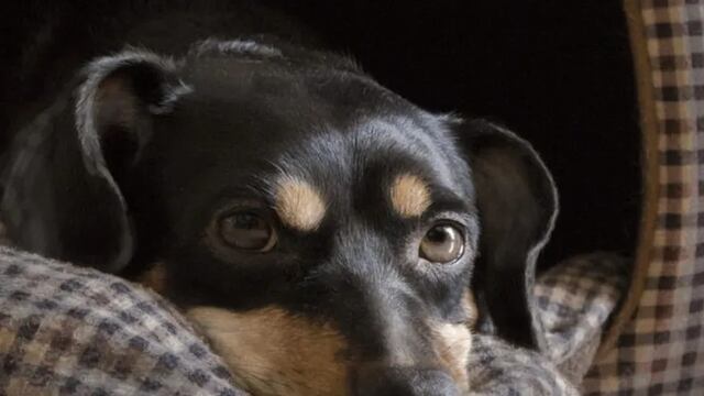 Coco, llegó a Córdoba.