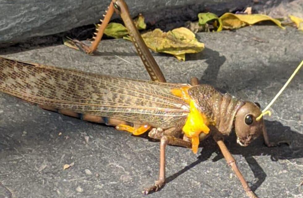 Alerta en Mendoza por la aparición de langostas gigantes