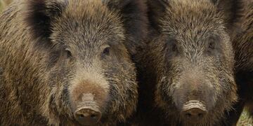 Un error fatal: fueron a cazar y terminó matando a su amigo al confundirlo con un jabalí