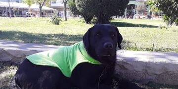 Cosquín pone en marcha la “Campaña Ponchitos”, para abrigar a los anima les en situación de calle este invierno.