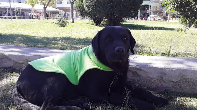 Cosquín pone en marcha la “Campaña Ponchitos”, para abrigar a los anima les en situación de calle este invierno.