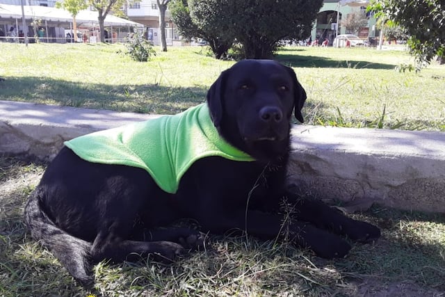 Cosquín pone en marcha la “Campaña Ponchitos”, para abrigar a los anima les en situación de calle este invierno.