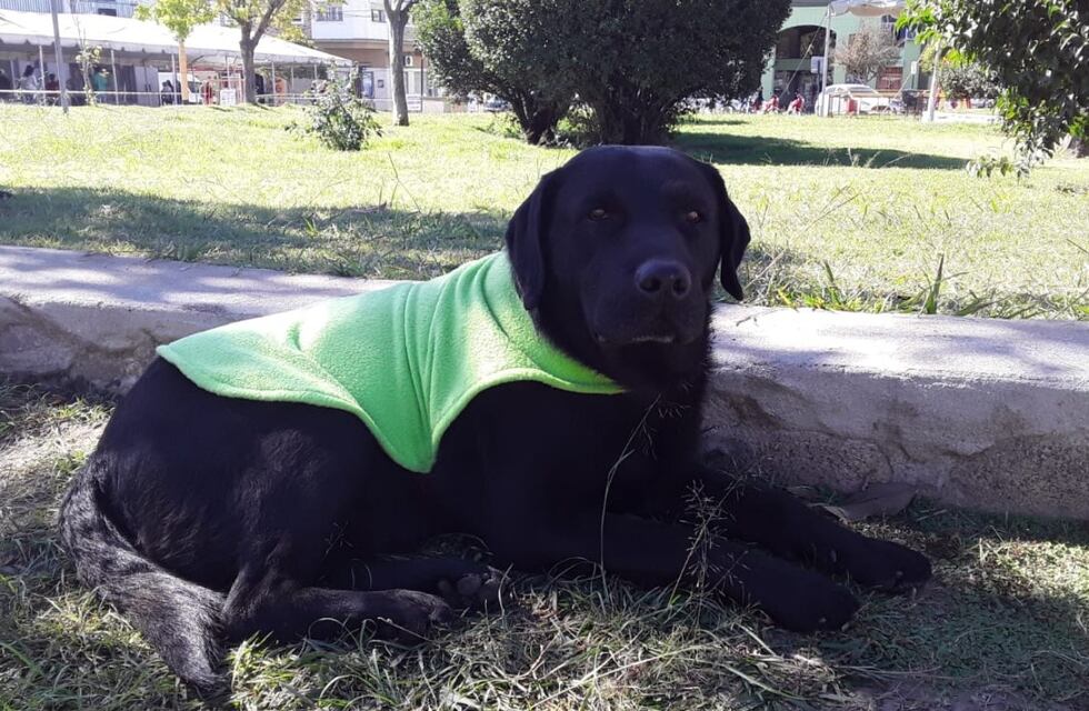 Cosquín pone en marcha la “Campaña Ponchitos”, para abrigar a los animales en situación de calle este invierno