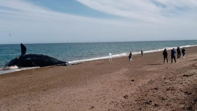 Empezaron a retirar los cuerpos de las ballenas muertas y las trasladaron para hacer la necropsia.