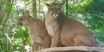 Continúa la búsqueda del segundo ejemplar de puma que escapó del Güirá Oga.