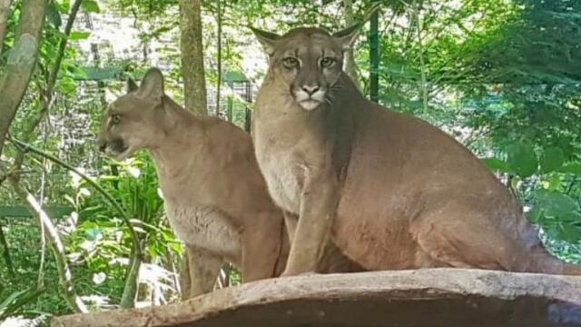 Lograron recapturar a la puma que había escapado de Güirá Oga en Puerto Iguazú.