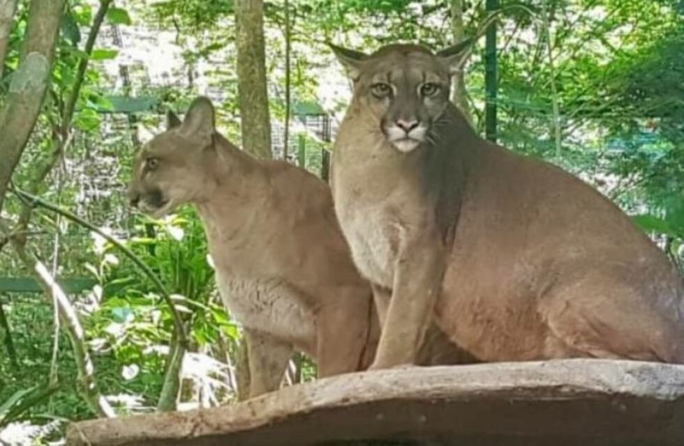 “Espumita” y “Arana” ya se encuentran a salvo en el Centro de Rehabilitación de Güirá Oga en Puerto Iguazú